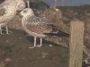 Yellow-legged Gull at Paglesham Lagoon (Steve Arlow) (64885 bytes)